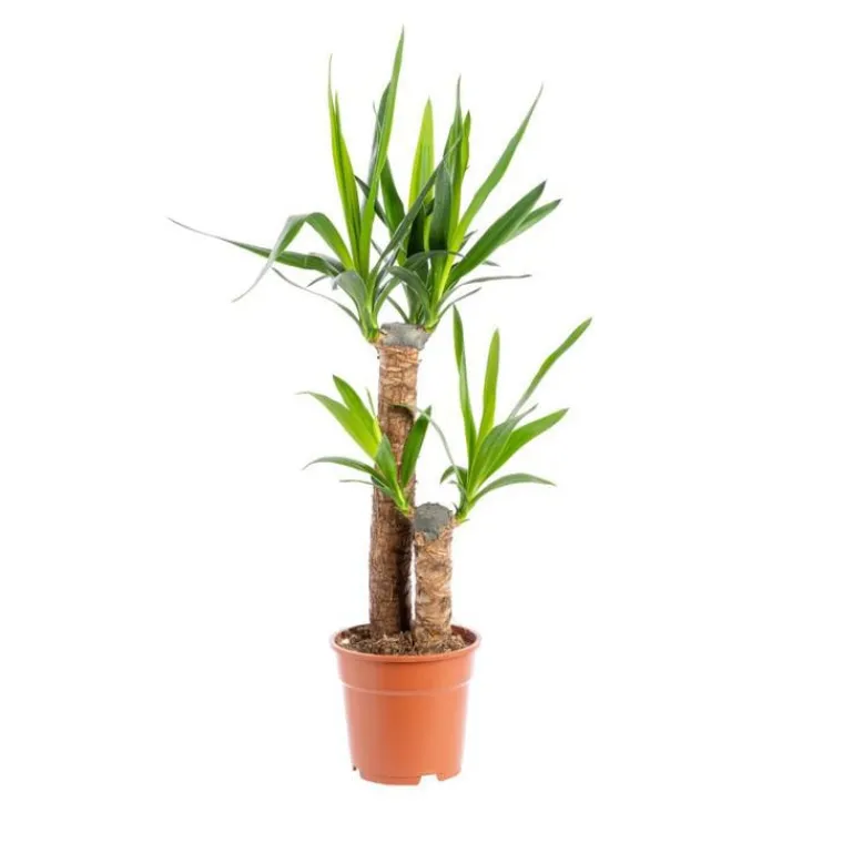 Discount Yucca 2 pieds (60/30) pot Ø18xH110 cm