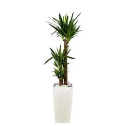Clearance Yucca 3 tiges et son pot Cubico premium Ø 30 blanc
