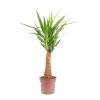 Best Yucca Maya vert. Ø 21 cm x H 90 cm