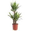 Discount Yucca 3PP 60/30/20 pot Ø21xH105
