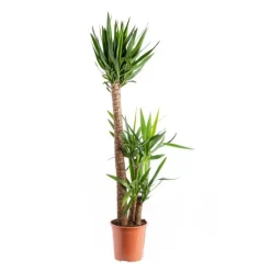 Best Yucca XL 3 pieds 90/60/30 pot Ø27xH140 cm