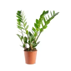 Hot Zamioculcas 5/6 branches pot Ø17xH85 cm