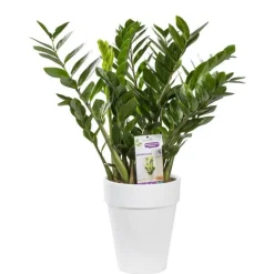 Discount BOTANIC® Zamioculcas en pot de 21 cm