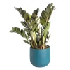 Outlet Zamioculcas Raven avec son cache-pot bleu en céramique Ø 17 cm