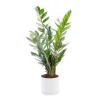 Best BOTANIC® Zamioculcas vert en pot blanc émaillé . Le pot Ø 15 cm